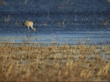 A Rare Japanese Red-Crowned Crane Hunts in Shallow Water Photographic Print