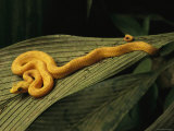 A Golden Morph of Eyelash Viper on a Leaf Photographic Print by Steve Winter
