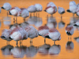 A Flock of Migratory Flamingos Roost in a High-Altitude Lake Photographic Print by Joel Sartore
