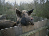 A Pig Looks over the Side of its Pen Photographic Print