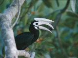 A Palawan Hornbill with a Fig in its Beak Photographic Print