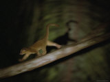 A kinkajou runs across balsa limbs during its nightly feeding Lámina fotográfica