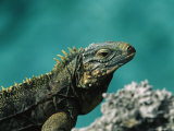A Cuban Iguana, Cyclura Nubila, Rest on a Shoreside Rock Photographic Print