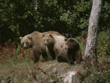 An Alaskan Brown Bear and Her Cubs at the Edge of a Wood Photographic Print