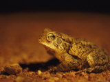 Close View of an Endangered Houston Toad Photographic Print