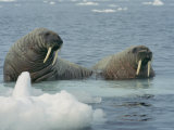 A Pair of Walruses Sit on a Submerged Ice Floe Photographic Print