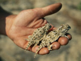 California Coast Horned Lizards Rest in the Hand of a Biologist Photographic Print by Joel Sartore