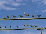 An Assortment of Shorebirds Perch on a Pair of Railings Photographic Print by Heather Perry