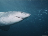 A Great White Shark Swims Through a School of Small Bait Fish Photographic Print by Brian J. Skerry