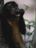 Close view of a capuchin monkey eating Stampa fotografica di Annie Griffiths Close view of a capuchin monkey eating Stampa fotografica di Annie Griffiths