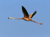 A Caribbean Flamingo Flies in a Clear Blue Sky Photographic Print by Steve Winter