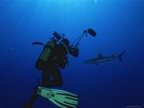 A Diving Photographer Records His Encounter with a Shark Photographic Print by Tim Laman