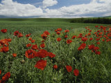 Beautiful Red Poppies Line a Roadside Field Near Moscow, Idaho Photographic Print