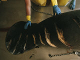 Joel Sartore - Manatee Carcass with Slice Marks from Boat Propellers - Fotografik Baskı
