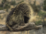 A Porcupine Perches on the End of a Decayed Tree Branch Photographie