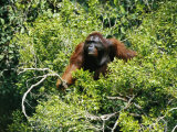 A male orangutan climbs through a treetop in search of food Lámina fotográfica A male orangutan climbs through a treetop in search of food Lámina fotográfica