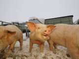 Young Pigs in a Snowy Pen Photographic Print