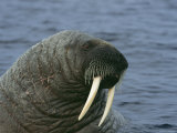 A Portrait of an Atlantic Walrus Photographic Print