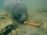 A Florida Manatee Feeds on Carrots at Homasassa Springs State Park Photographie par Joel Sartore