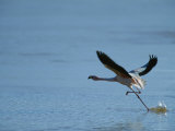 A Flamingo Runs Through Shallow Water as it Prepares to Take Flight Photographic Print by Joel Sartore
