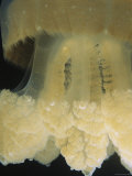 A Close View of the Tentacles of a Mastigias Species Jellyfish Photographie par Tim Laman