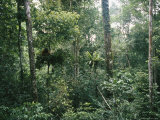 An orangutan nesting in a tree in Gunung Palung National Park Lámina fotográfica An orangutan nesting in a tree in Gunung Palung National Park Lámina fotográfica