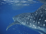 A School of Fish and a Whale Shark off the Coast of Western Australia Photographic Print