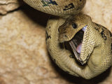 A Close View of a Cuban Boa Constrictor Swallowing a Bat Photographic Print