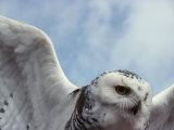 Close View of a Snowy Owl in Flight Fotografie-Druck von Paul Nicklen