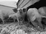Pigs Root Through Snow in Their Pen Photographic Print by Joel Sartore