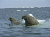 A Pair of Walruses Sit on a Submerged Ice Floe Photographic Print