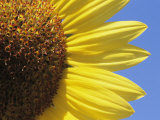 A Close View of a Sunflower Photographic Print by Heather Perry