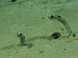 A Pair of Garden Eels Protrude from Their Sea Floor Burrows Photographic Print by Tim Laman