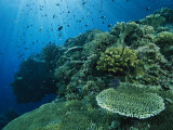 Damselfish and Other Reef Dwellers Swim Among Hard Corals Photographic Print