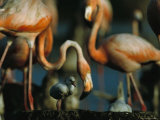 A Caribbean Flamingo Chick Walks Among Brightly Colored Adults Photographic Print by Steve Winter