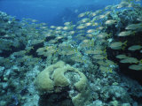 A School of Smallmouth Grunts Swimming over a Reef Photographic Print by Tim Laman
