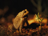 An Endangered Houston Toad Photographic Print