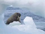 A Walrus Peers Through a Hole in an Iceberg Photographic Print