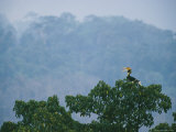 A Vocalizing Great Pied Hornbill in the Top of a Fig Tree Photographie