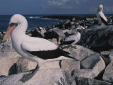 Blue-Faced Boobies Perched Atop Rocks on a Galapagos Shore Photographic Print by Annie Griffiths