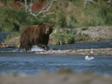 An Alaskan Brown Bear Crosses a River While Fishing for Salmon Photographic Print