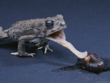 A Woodhouse Toad (Bufo Woodousii) Aims its Tongue at an Earthworm Photographic Print