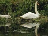 A Mute Swan and Her Cygnet Photographic Print