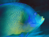 An Angelfish Cruises Fijis Waters Photographic Print