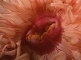 A close view of the mouth of a northern red sea anemone Lámina fotográfica A close view of the mouth of a northern red sea anemone Lámina fotográfica