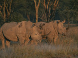 Oxpeckers search for ticks on a pair of southern white rhinoceroses Lámina fotográfica