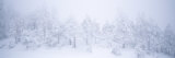 A Blizzard on Spruce Mountain with Snow-Covered Trees Photographic Print by Rich Reid