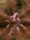 A sea cucumber passes food caught in its tentacles into its mouth Lámina fotográfica A sea cucumber passes food caught in its tentacles into its mouth Lámina fotográfica
