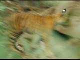 Bengal Tiger Cub in Blurred Motion Photographic Print by Jason Edwards