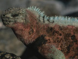 Close View of a Marine Iguana in Profile Photographic Print